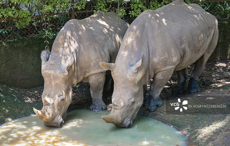 两只白犀牛在阴凉处饮水图片素材