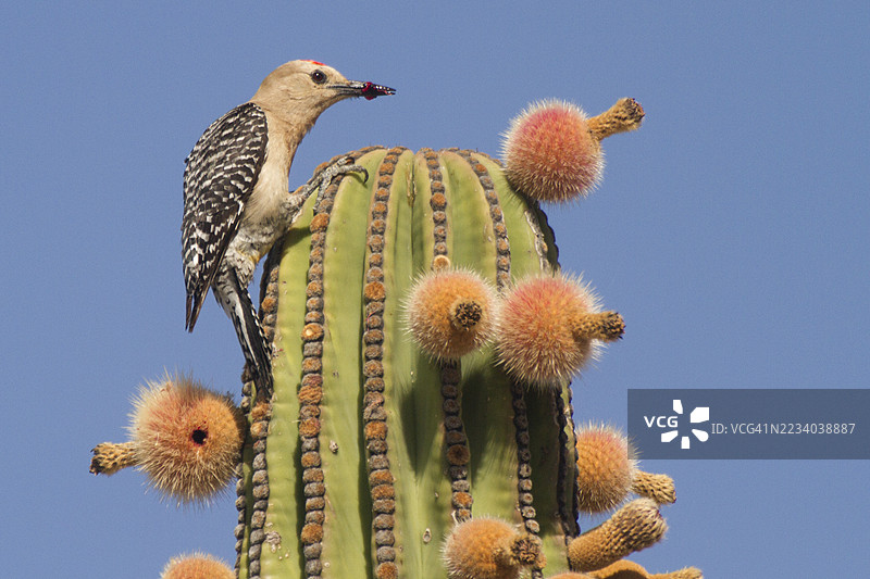 雄性吉拉啄木鸟栖息在卡尔顿仙人掌上，正在吃仙人掌果。图片素材