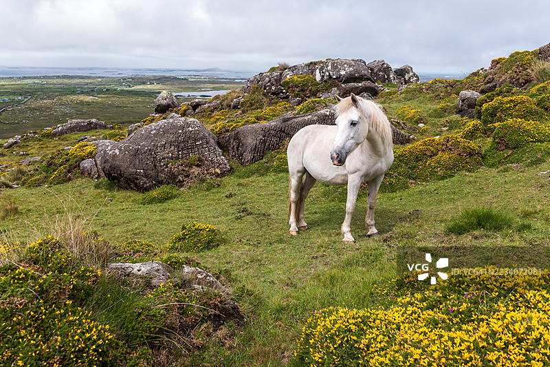 爱尔兰凯里郡草地上的康尼马拉小马图片素材