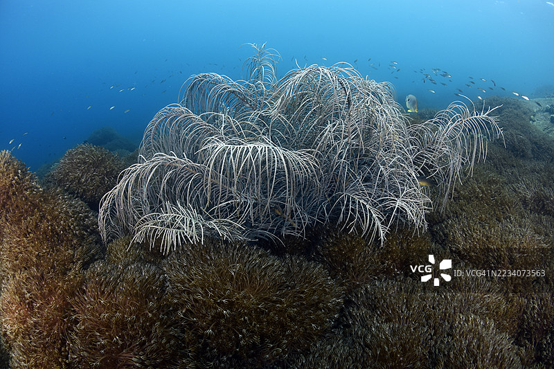 加勒比海的软珊瑚（Unomia stolonifera）入侵图片素材