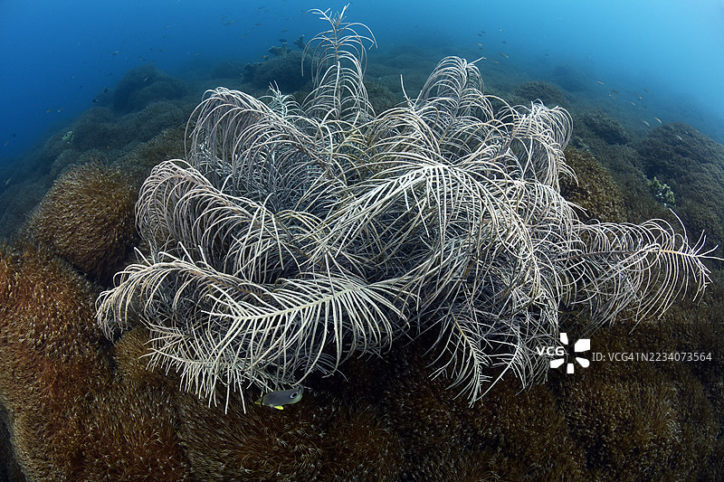 加勒比海的软珊瑚（Unomia stolonifera）入侵图片素材