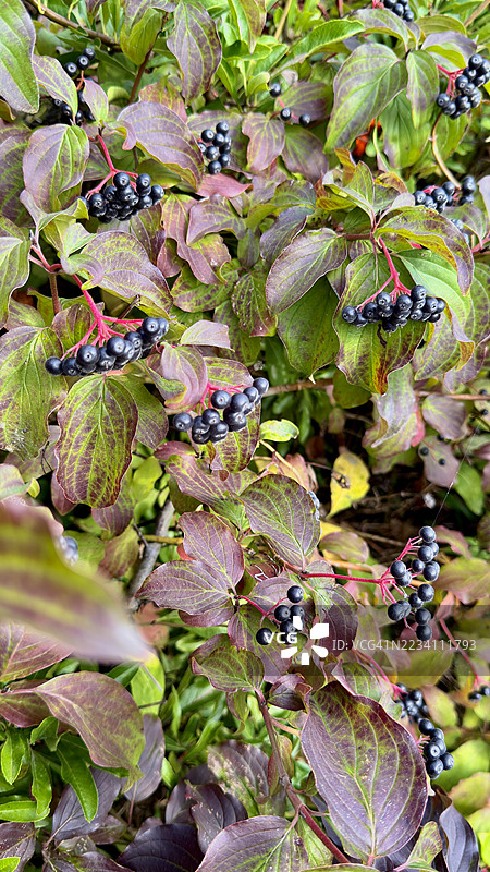 垂直图像 - 近距离拍摄的常见山茱萸（Cornus Sanguinea）植物及其浆果果实图片素材