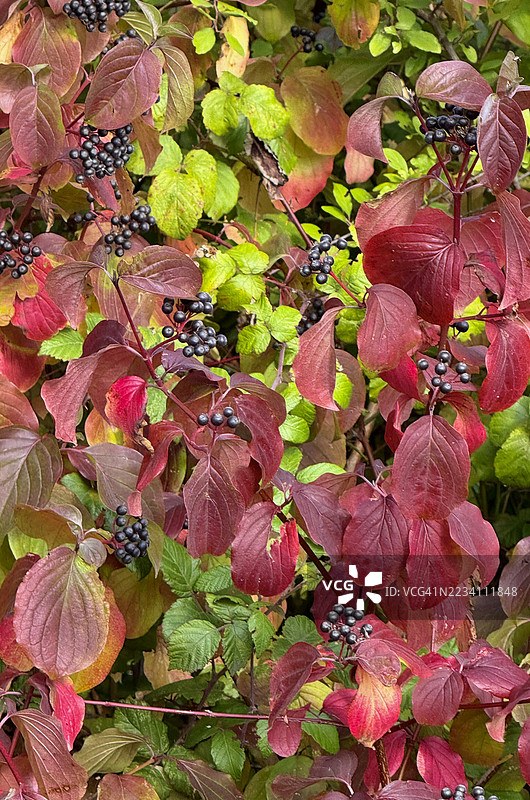 垂直图像 - 近距离拍摄的常见山茱萸（Cornus Sanguinea）植物及其浆果果实图片素材