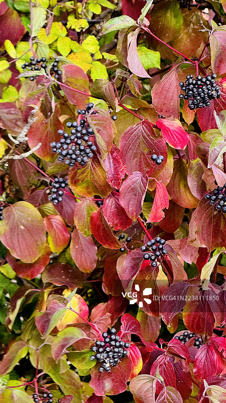 垂直图像 - 近距离拍摄的常见山茱萸（Cornus Sanguinea）植物及其浆果果实图片素材