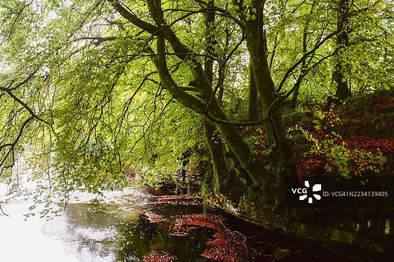 秋季森林风景，山毛榉树倾斜在河边图片素材