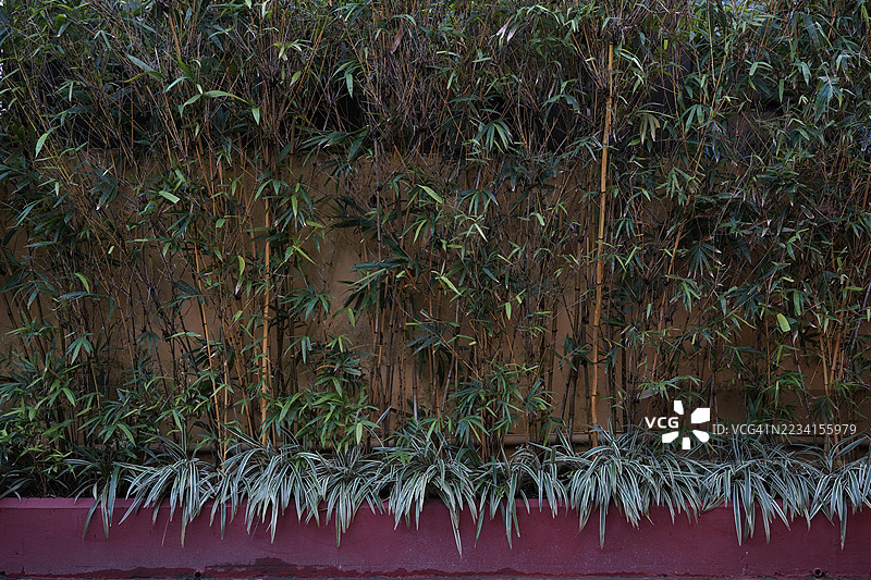 茂密的绿色植物墙纹理图片素材