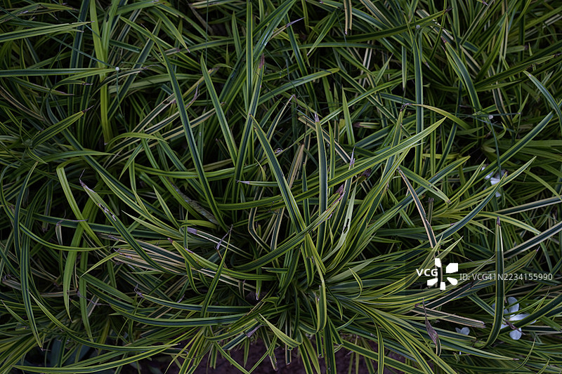 阳光明媚的草地背景图片素材