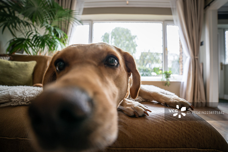年轻的金色拉布拉多猎犬在家中环境中图片素材