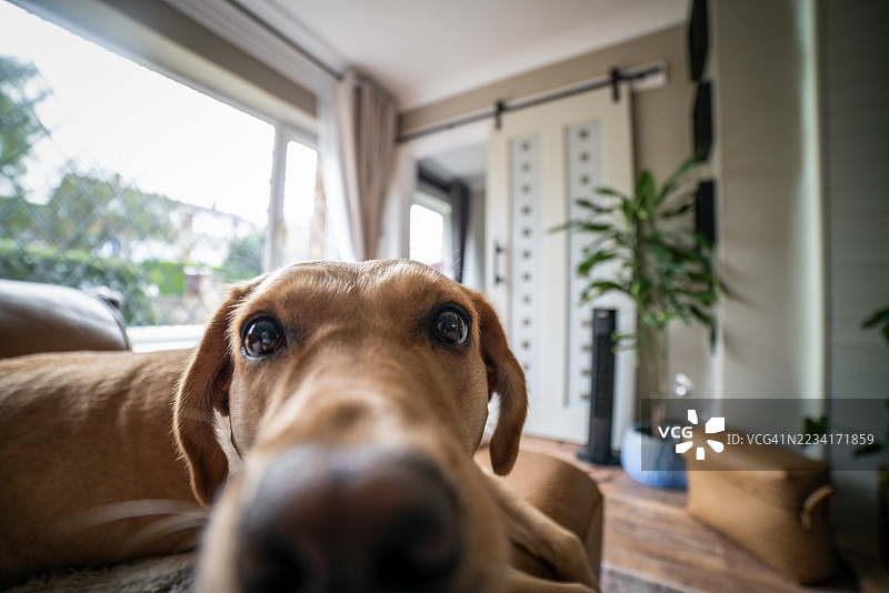 年轻的金色拉布拉多猎犬在家中环境中图片素材