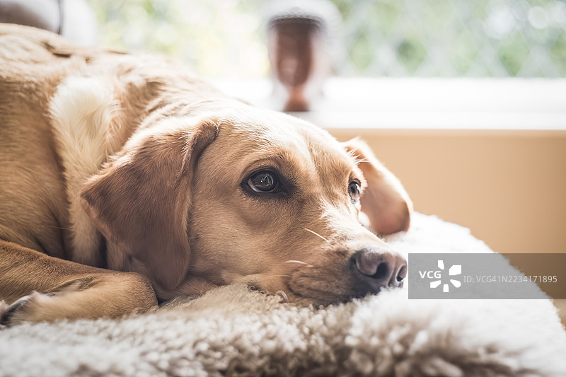 年轻的金色拉布拉多猎犬在家中环境中图片素材