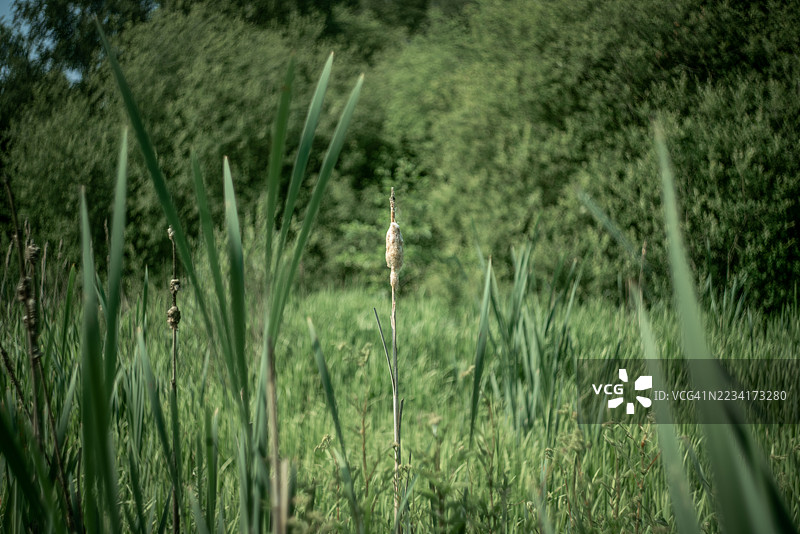 西约克郡的沼泽地图片素材