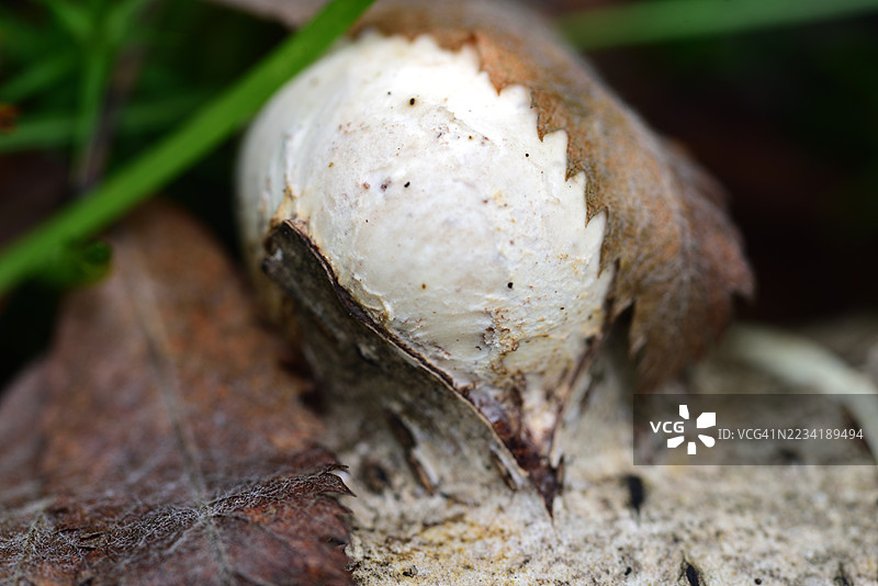 白桦茸图片素材