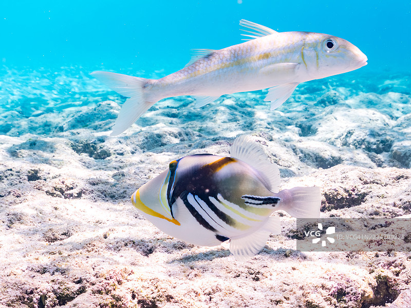 美丽的泻湖触须鱼。毕加索鱼，胡姆胡姆努库努库阿普阿（Rhinecanthus aculeatus）。大眼鲹，Caranx sexfasciatus，黄条山羊鱼，Mulloidichthys flavolineatus。一群热带鱼。Gahi岛，Zamami岛，Kerama群岛。图片素材
