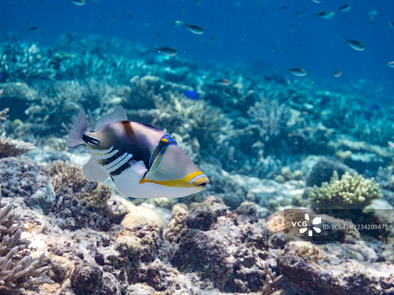 美丽的泻湖触鱼。皮卡索鱼,胡穆胡穆努库努库阿普阿(Rhinecanthus aculeatus)和其他鱼类在美妙的珊瑚礁中。一群热带鱼。美丽的珊瑚礁和游泳的人们。Gahi岛,泽麻岛,庆良间群岛,2025年图片素材