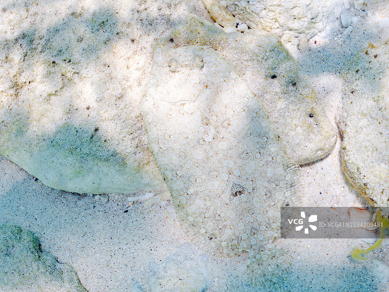 豹鲽,斑点鲽。热带鱼群。美丽的珊瑚礁和游泳的人们。Gahi岛,座间味岛,慶良間群岛,岛尻郡,冲绳,日本 - 2025年6月29日图片素材