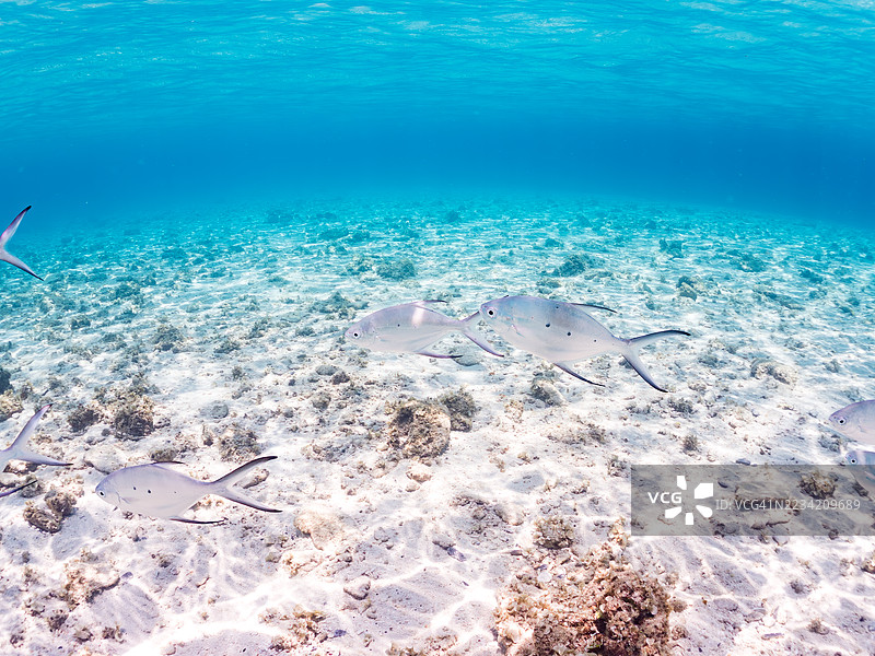 美丽的小斑点飞鱼,Trachinotus baillonii,栖息在美丽的白色沙滩上。半水面摄影。一群热带鱼。美丽的珊瑚礁和游泳的人们。Gahi岛,座间味岛,慶良間群岛,岛尻郡,冲绳 - 2025图片素材