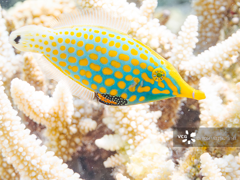 可爱的花斑海鳗鱼，橙点海鳗鱼（Oxymonacanthus longirostris）和其他美丽的珊瑚礁。热带鱼群。美丽的珊瑚礁和游泳的人们。Gahi岛，座间味岛，慶良間群岛，岛尻郡，2025年图片素材