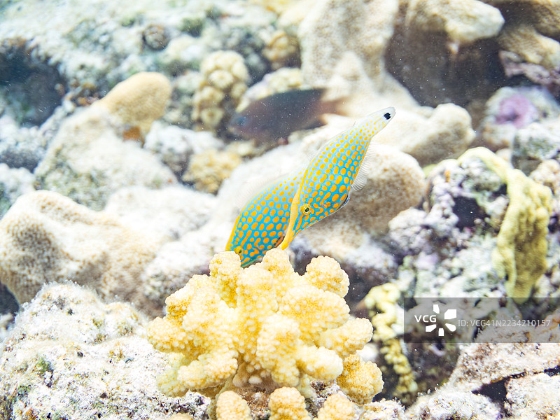 可爱的花斑海鳗，橙点海鳗（Oxymonacanthus longirostris）和其他美丽的珊瑚礁。热带鱼群。美丽的珊瑚礁和游泳的人们。Gahi岛，座间味岛，慶良間群岛，岛尻郡，2025年图片素材