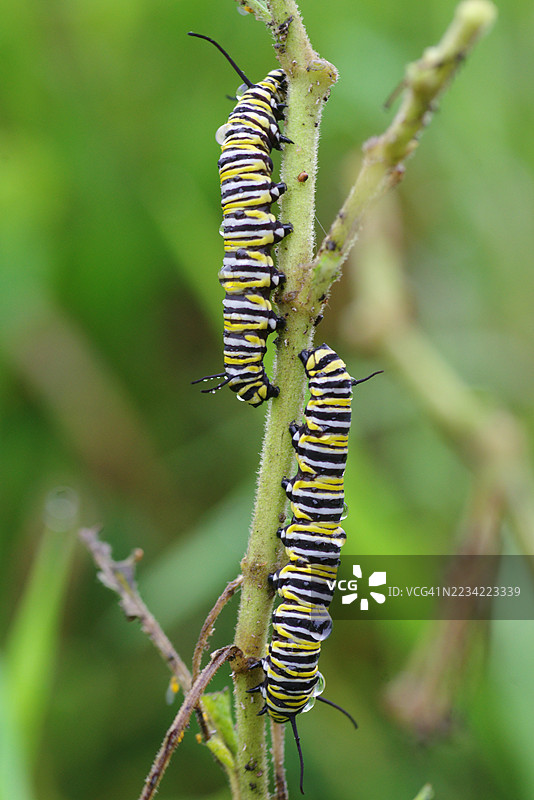 带水珠的君主蝶幼虫图片素材