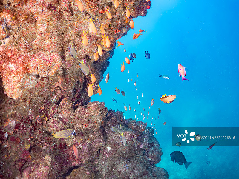 日本蝴蝶鱼,Chaetodon Nippon,海金鱼,Pseudanthias squamipinnis,黄背飞鱼,Caesio teres,蓝金飞鱼,金带飞鱼,韦伯氏彩虹鱼,Chromis weberi,北方黄斑彩虹鱼,以及其他鱼类。鱼群。图片素材