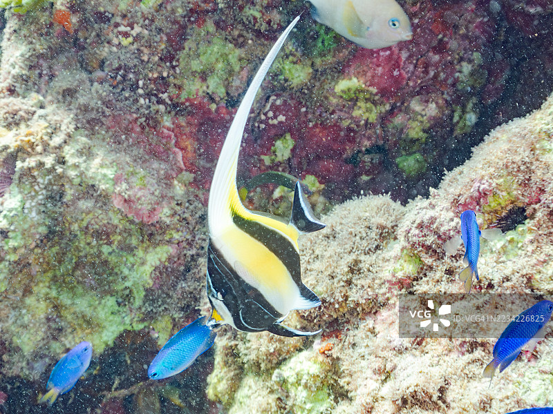摩尔鱼，角鳍鱼。天使小丑鱼，天蓝小丑鱼。以及其他。鱼群。平藏海滩，中木港，南伊豆，伊豆半岛，静冈县，日本。- 2025年7月19日。图片素材