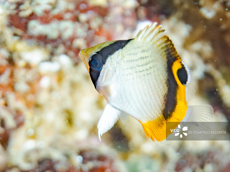 流浪蝴蝶鱼，学名Chaetodon Vagabundus，幼鱼。还有其他鱼类。鱼群。静冈县南伊豆，中木港，平藏海滩。- 2025年7月19日。图片素材