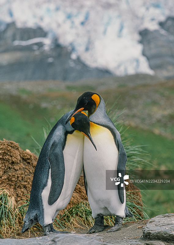 国王企鹅(Aptenodytes patagonicus)是第二大企鹅种类,体型比皇帝企鹅小,但外观有些相似。求偶。国王企鹅主要以灯笼鱼、鱿鱼和磷虾为食。南乔治亚岛的金港。图片素材
