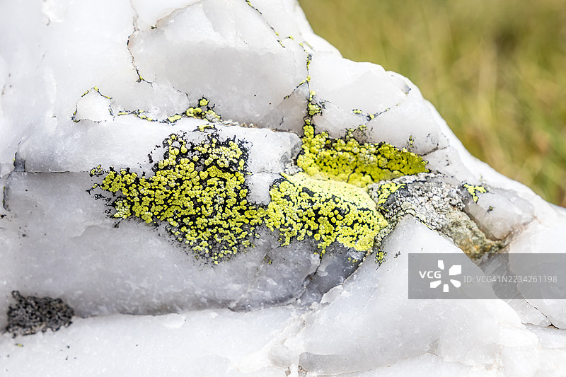 白色石英上的地衣图片素材