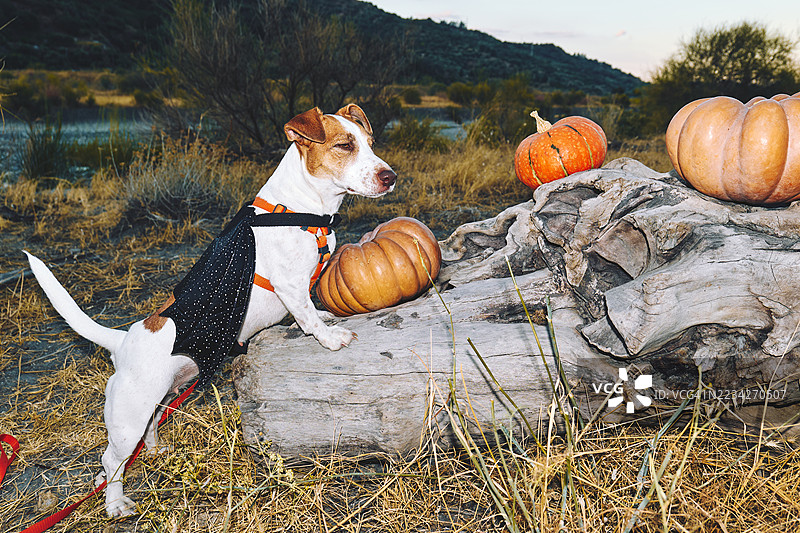 搞笑的杰克罗素梗狗穿着蝙蝠翅膀的万圣节服装，站在秋天的田野里，干草丛中有南瓜，夕阳西下。图片素材
