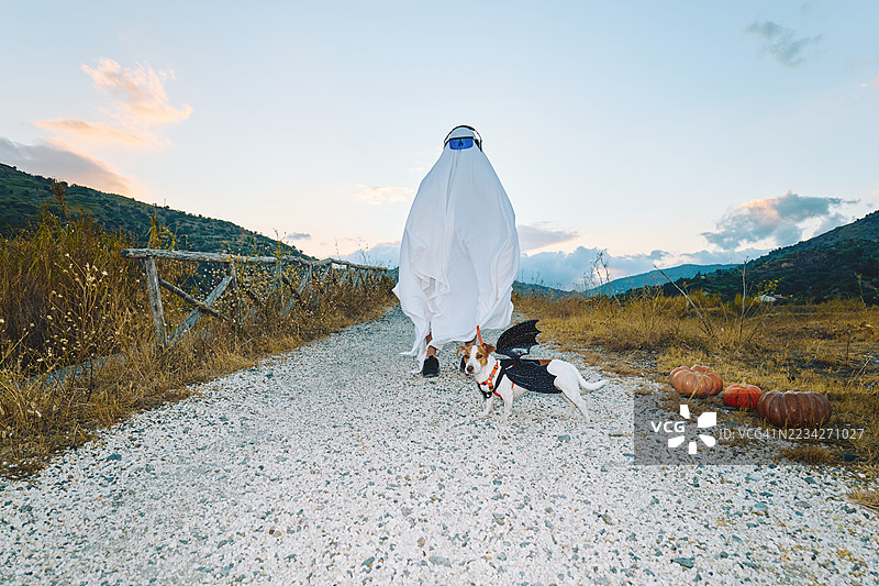 穿着白色床单的鬼魂服装的人和一只穿着蝙蝠翅膀的搞笑杰克拉塞尔犬在秋天的田野小路上迎着日落走来图片素材