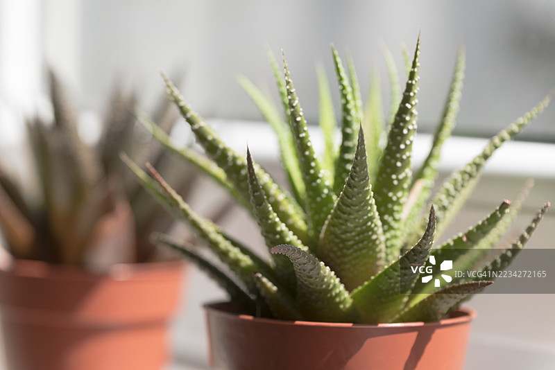 阳光明媚的窗台上摆放着蕾丝芦荟（Aristaloe aristata）多肉植物的花盆图片素材