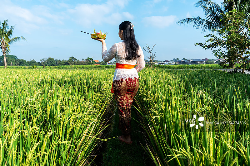巴厘岛女性在稻田中手持香花供品的背影图片素材
