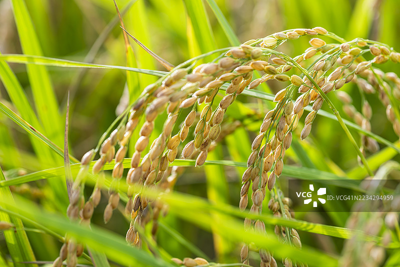 成熟的稻穗在秋日阳光下闪耀图片素材