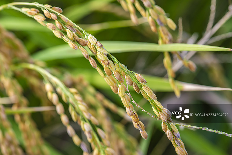 成熟的稻穗（特写）图片素材