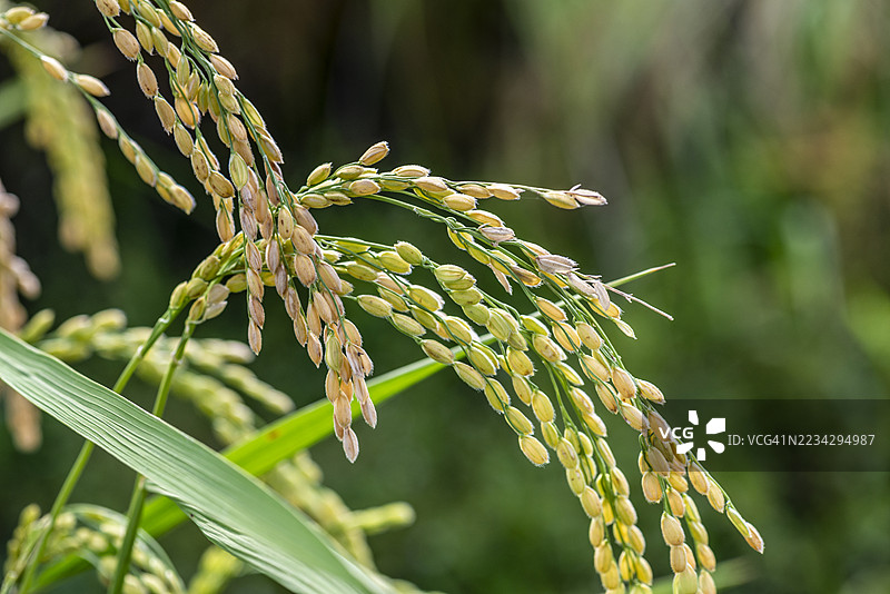 成熟的稻穗图片素材