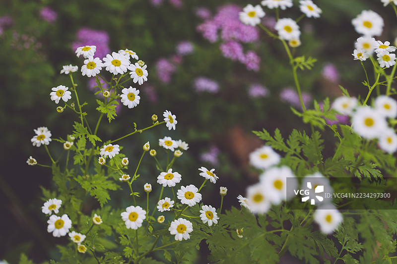 花园里的花朵图片素材