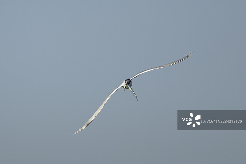 成年沙丁鱼燕鸥（Thalasseus sandvicensis）在飞行中嘴里叼着一条鱼，英格兰，英国图片素材