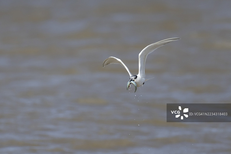 成年沙丁鱼燕鸥（Thalasseus sandvicensis）在海上飞行，嘴里叼着一条鱼，英格兰，英国图片素材