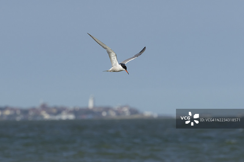 成年普通燕鸥（Sterna hirundo）在海面上飞翔，背景是英格兰萨福克的南沃尔德镇。图片素材