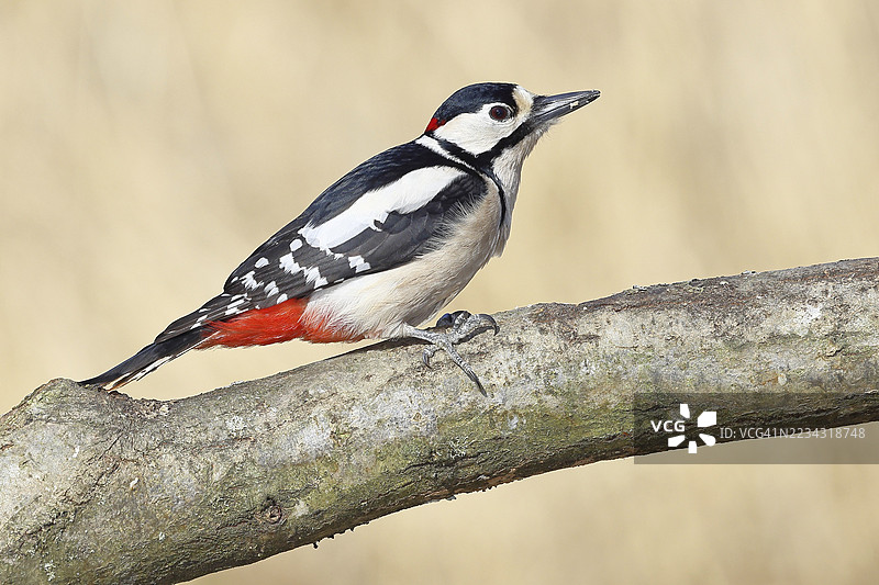 大斑啄木鸟（Dendrocopos major），雄性，栖息在树枝上，德国北莱茵-威斯特法伦州威尔斯多夫图片素材