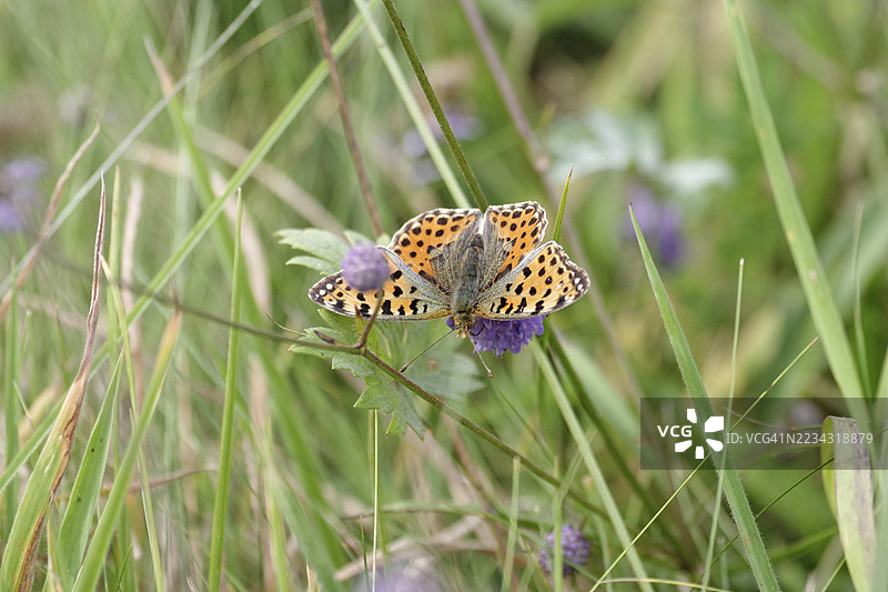 西班牙女王凤蝶(Issoria lathonia),蝴蝶,草地,德国,这只蝴蝶展开了它的黄红色翅膀,正坐在草地上的一朵花上。图片素材