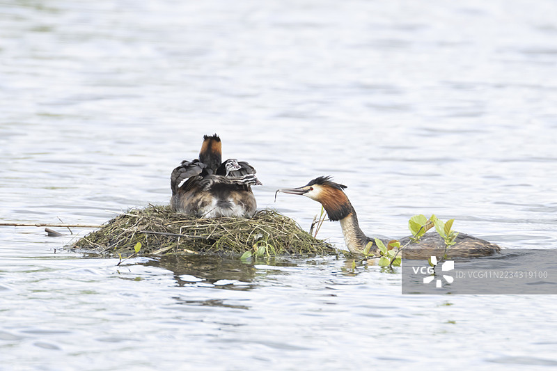 大冠鸊鷉（Podiceps cristatus）成年亲鸟背上有两只幼鸟，栖息在湖上的巢里，另一只鸟正在春天为它们带来鱼作为食物，地点在英格兰，英国。图片素材