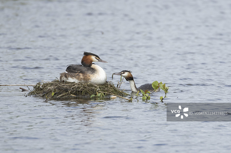 大冠鸊鷉（Podiceps cristatus）成年亲鸟背上有一只幼鸟，栖息在湖上的巢中，另一只鸟正在带食物过来，英格兰，英国图片素材
