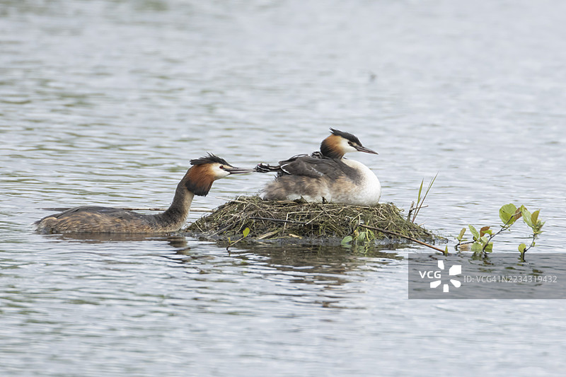 大冠鸊鷉（Podiceps cristatus）成年亲鸟背上有两只幼鸟，栖息在湖上的巢里，另一只鸟正在带食物过来，英格兰，英国图片素材
