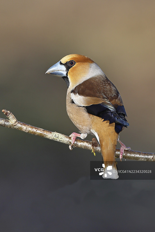 雄性红头雀（Coccothraustes coccothraustes）栖息在樱桃树的树枝上，野生动物，色彩斑斓的羽毛，动物，雀类，鸟类，威尔斯多夫，北莱茵-威斯特法伦，德国图片素材