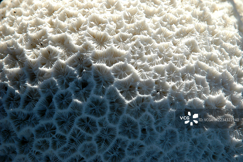 海洋珊瑚图片素材