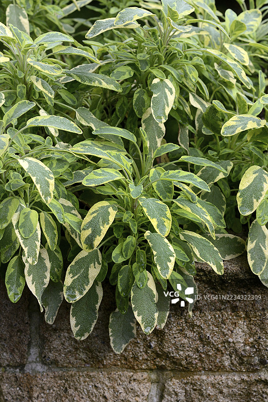 双色鼠尾草，药用鼠尾草，杂色花园鼠尾草图片素材