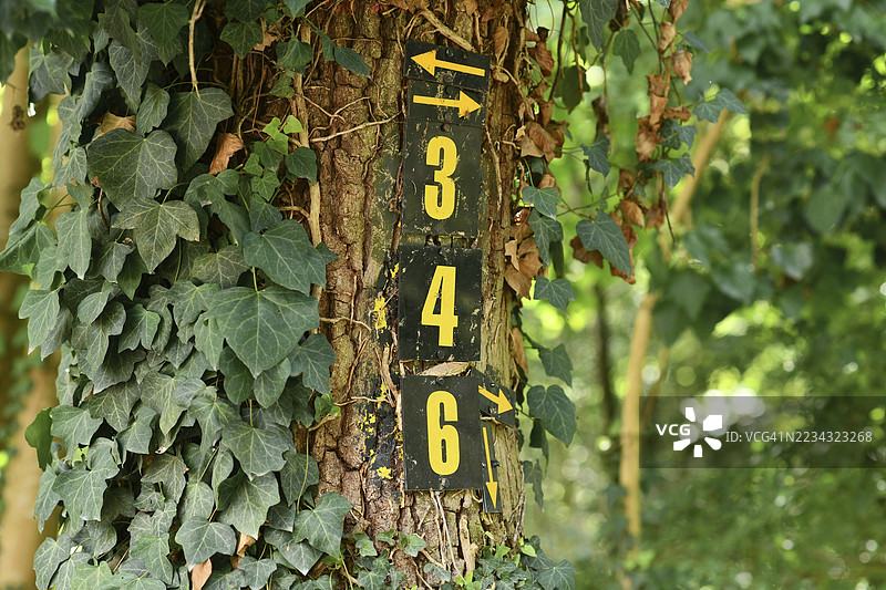 树上涂有箭头的数字3和4，覆盖着常春藤，标记着森林中的徒步旅行路径。图片素材