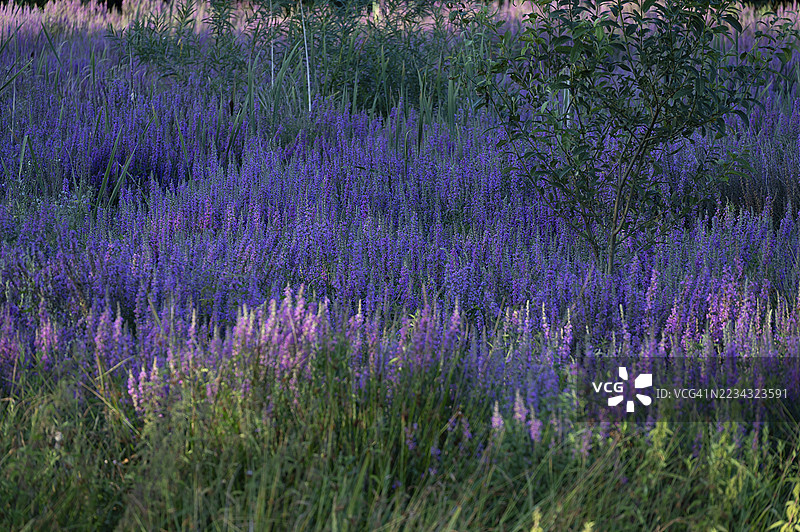 干涸的鲤鱼池中的紫花苜蓿（Lythrum salicaria），德国巴伐利亚州中法兰肯地区的埃克肯塔尔图片素材