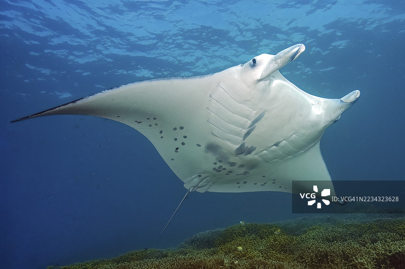 海底照片显示了沿海的魔鬼鱼（Mobula alfredi）在热带珊瑚礁（石珊瑚，Acropora）上方游弋。图片素材